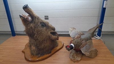 Lot 73 - WILD BOAR & PHEASANT TAXIDERMY  ON WOODEN WOODEN MOUNTS